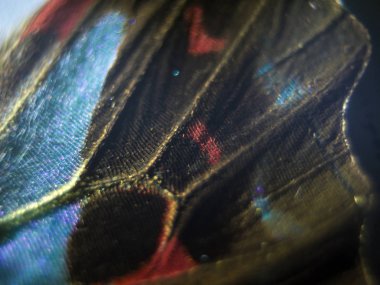 Mikroskop altında kelebek kanatları