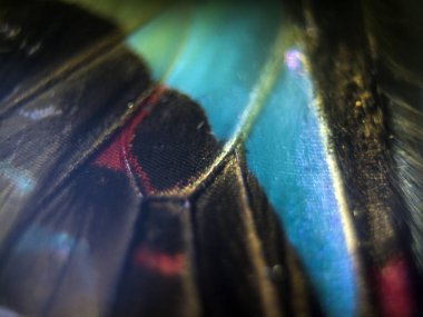 Mikroskop altında kelebek kanatları