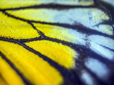 Mikroskop altında kelebek kanatları