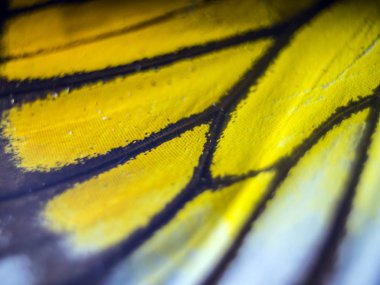 Mikroskop altında kelebek kanatları