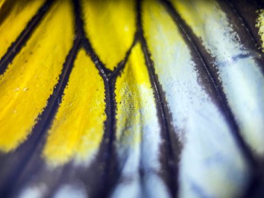 Mikroskop altında kelebek kanatları