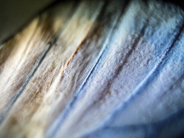 Mikroskop altında kelebek kanatları