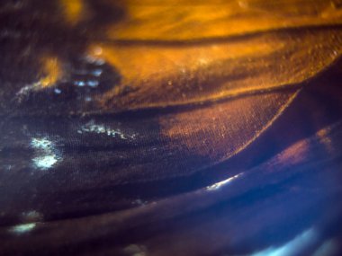 Mikroskop altında kelebek kanatları