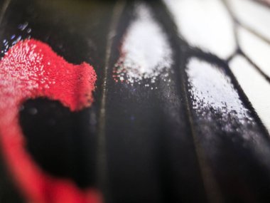 Mikroskop altında kelebek kanatları