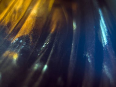 Mikroskop altında kelebek kanatları