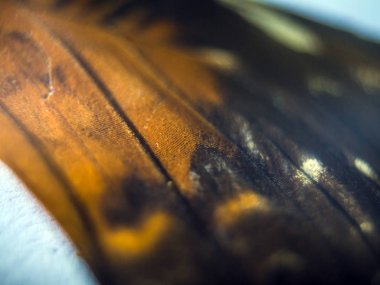 Mikroskop altında kelebek kanatları