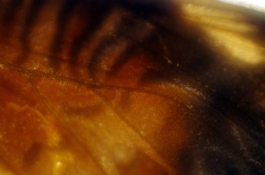 Mikroskop altında kelebek kanatları