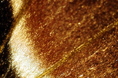 Mikroskop altında kelebek kanatları