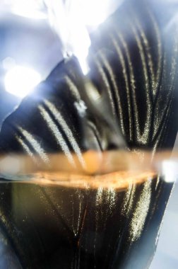 Mikroskop altında kelebek kanatları