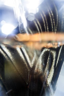 Mikroskop altında kelebek kanatları