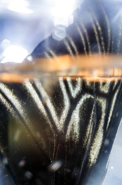 Mikroskop altında kelebek kanatları