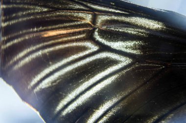 Mikroskop altında kelebek kanatları