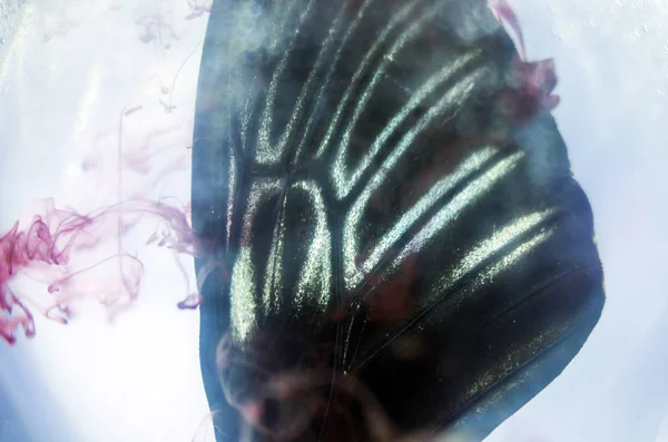 Mikroskop altında kelebek kanatları