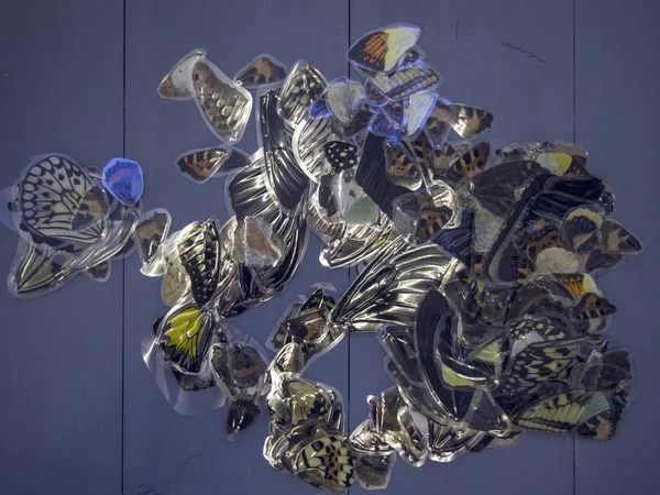 Mikroskop altında kelebek kanatları