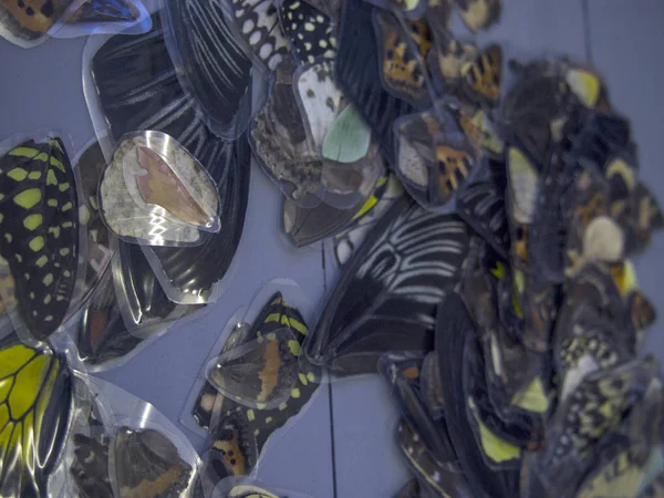 Mikroskop altında kelebek kanatları