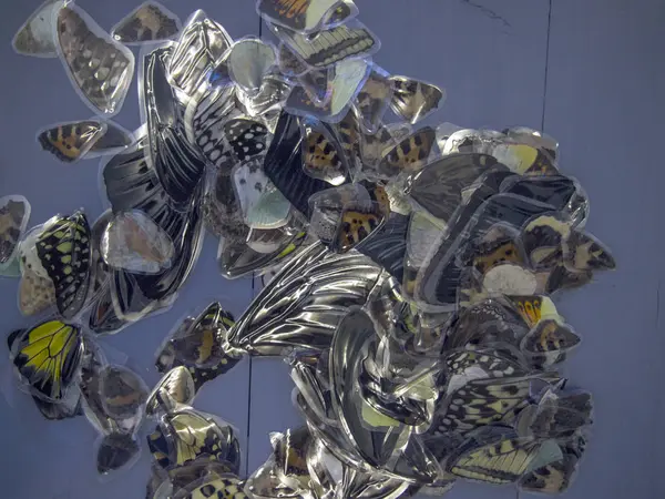 Mikroskop altında kelebek kanatları