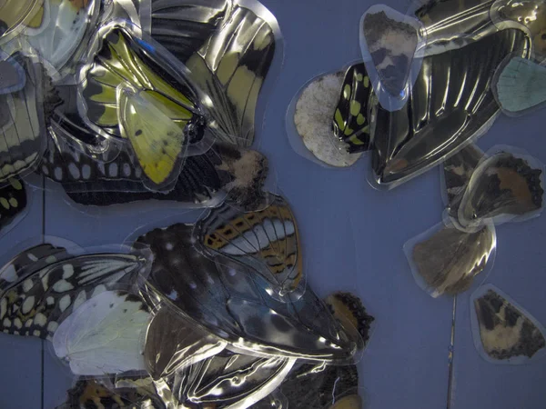 Mikroskop altında kelebek kanatları