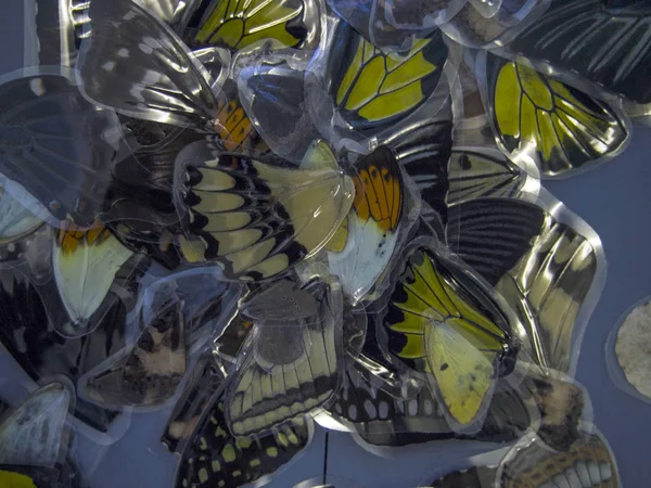 Mikroskop altında kelebek kanatları