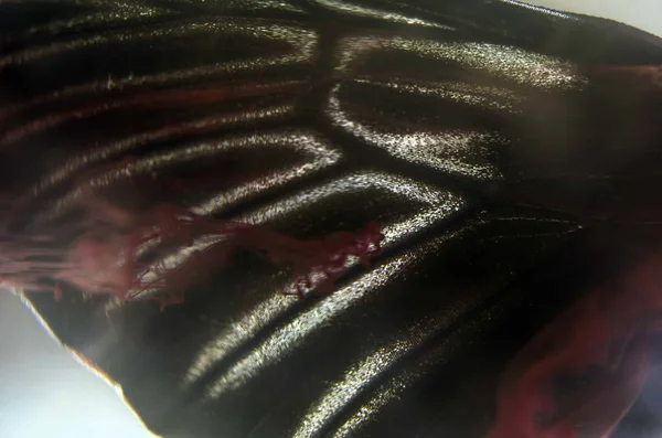 Mikroskop altında kelebek kanatları