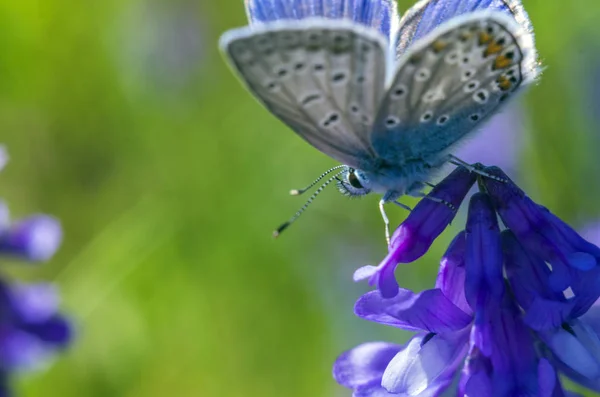 Schmetterlingsflügel Unter Der Lupe — Stockfoto