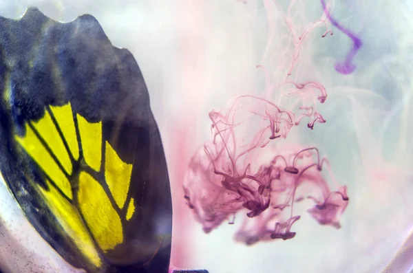 Mikroskop altında kelebek kanatları