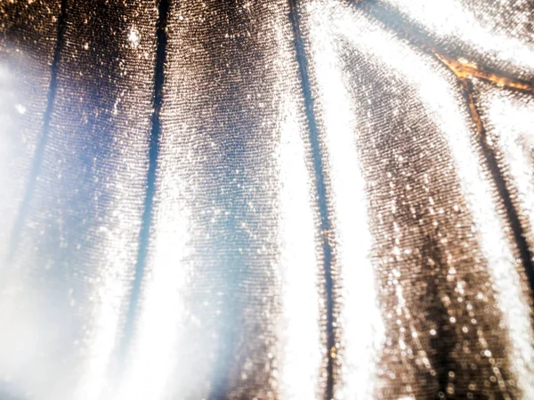 Mikroskop altında kelebek kanatları