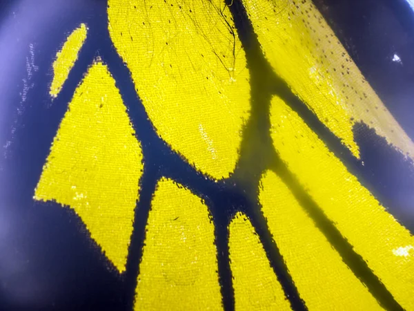 Mikroskop altında kelebek kanatları