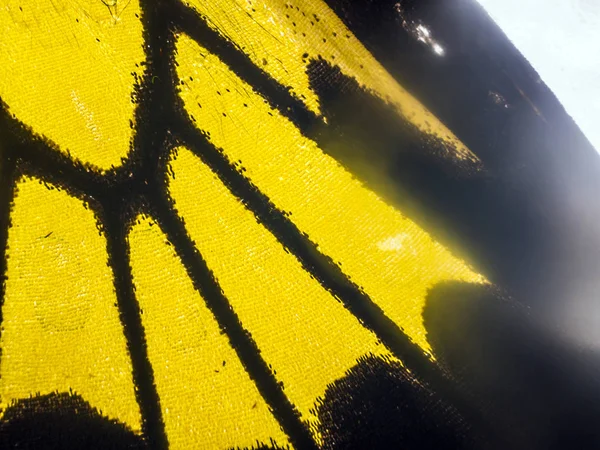 Mikroskop altında kelebek kanatları