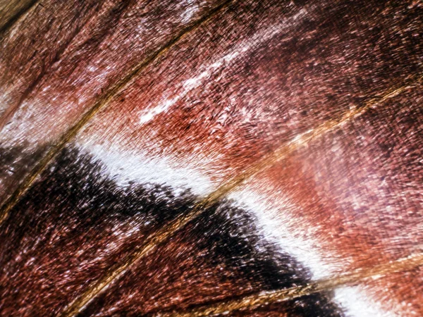 Крылья Бабочки Микроскопом — стоковое фото