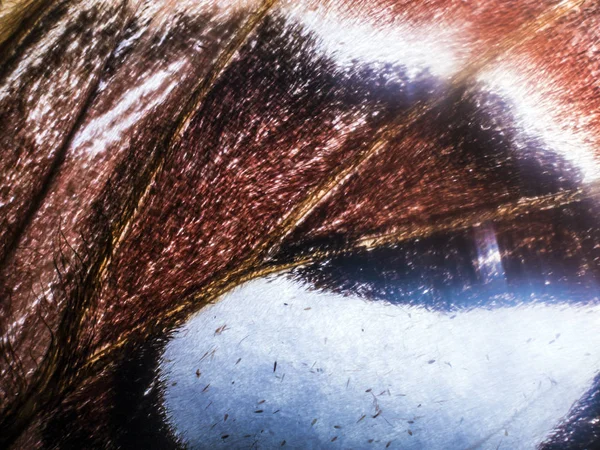 Mikroskop altında kelebek kanatları