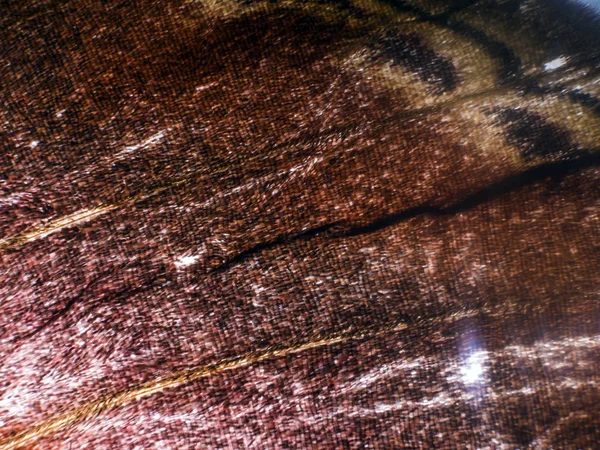 Mikroskop altında kelebek kanatları