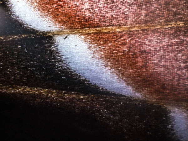 Mikroskop altında kelebek kanatları