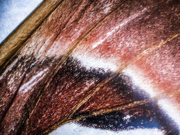 Mikroskop altında kelebek kanatları