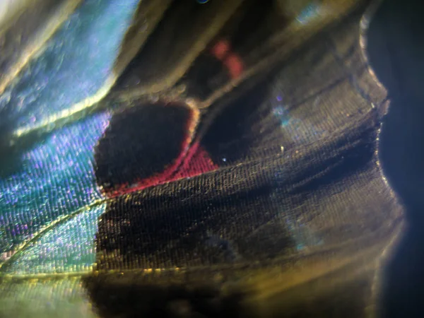 Mikroskop altında kelebek kanatları