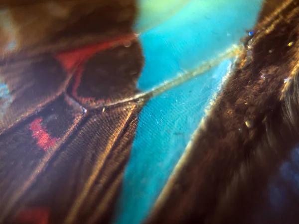 Mikroskop altında kelebek kanatları