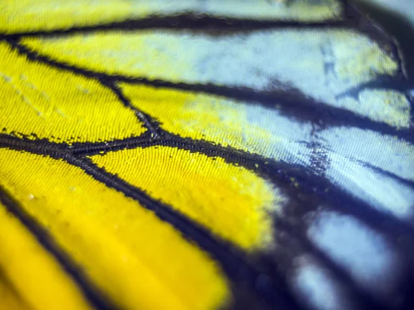 Mikroskop altında kelebek kanatları