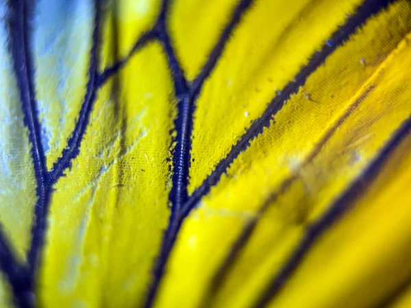 Mikroskop altında kelebek kanatları