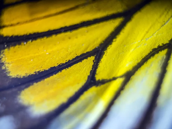 Mikroskop altında kelebek kanatları