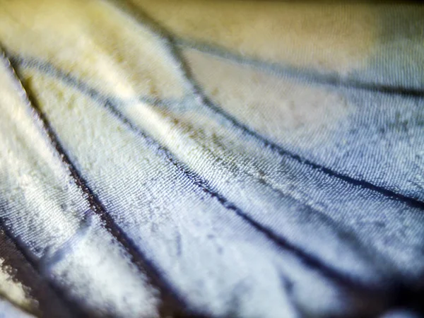 Mikroskop altında kelebek kanatları