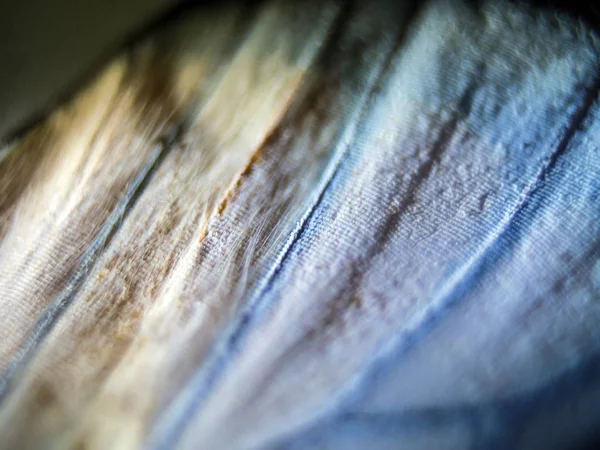 Mikroskop altında kelebek kanatları