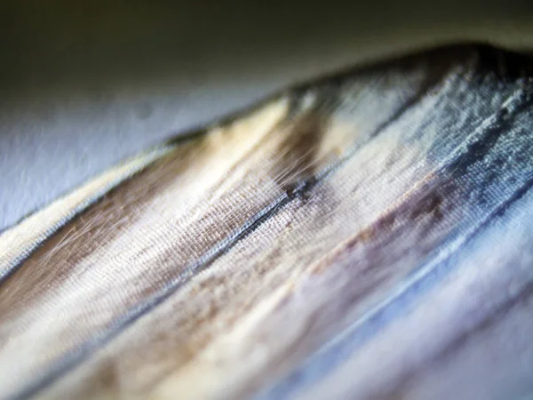 Mikroskop altında kelebek kanatları