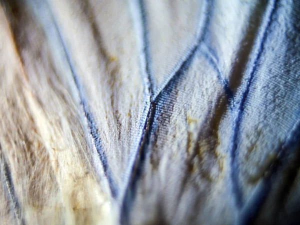 Mikroskop altında kelebek kanatları