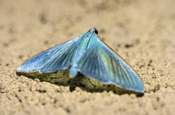 Schmetterlingsflügel Unter Der Lupe — Stockfoto