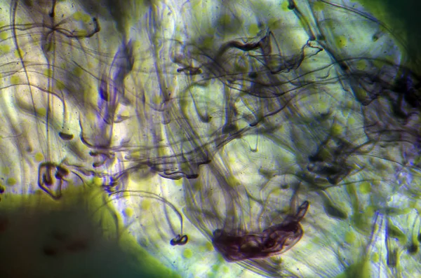 boya su ile kimyasal reaksiyon