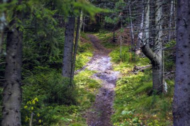 Doğadan bitki parçası