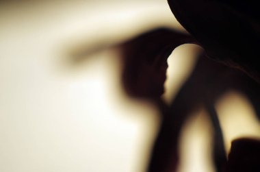 Doğadan bitki parçası