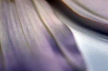 Doğadan bitki parçası