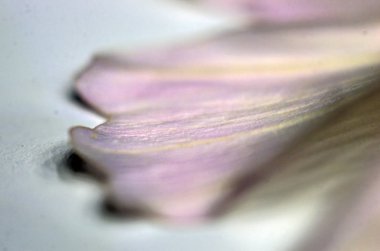 Doğadan bitki parçası