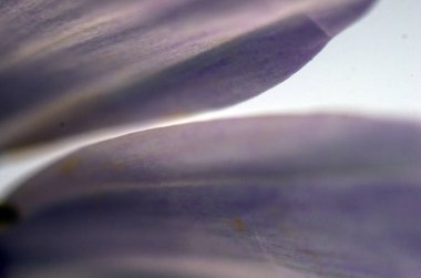 Doğadan bitki parçası