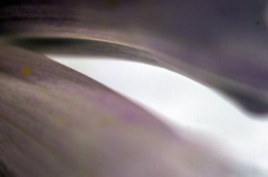 Doğadan bitki parçası